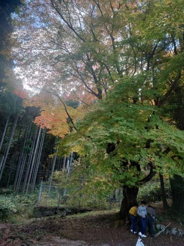 荒神様の大紅葉 | 岡山市 山形さん