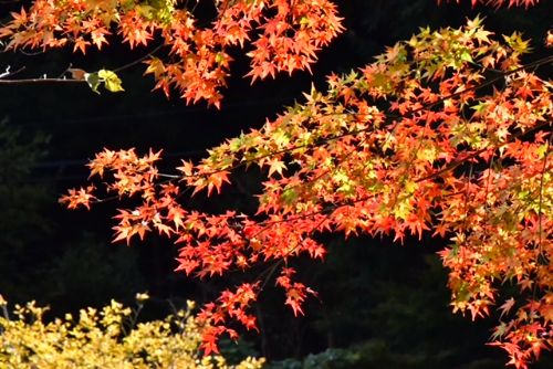 グラデーションの紅葉 | 高梁市　赤坂さん