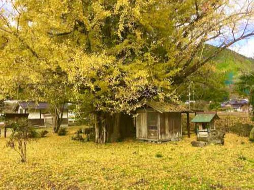 小坂阿弥陀堂の大銀杏 | 岡山市 やじさん