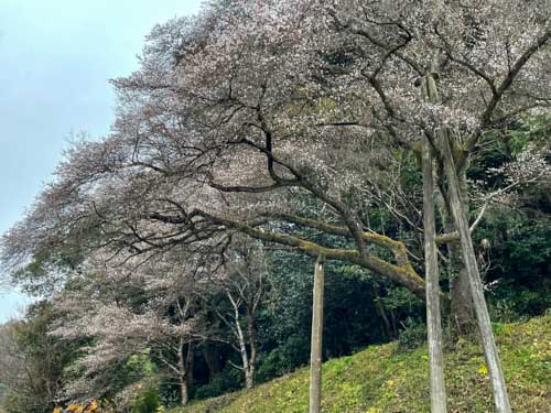 四季桜 | 真庭市　江森さん