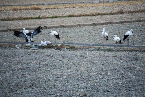 コウノトリ | 瀬戸内市 くらっちさん