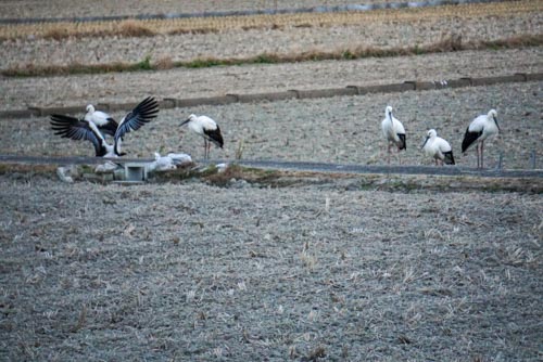 コウノトリ | 瀬戸内市　くらっちさん