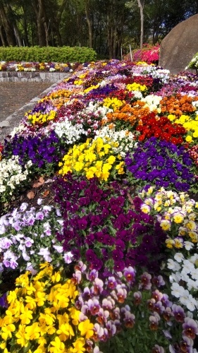 魅了する花達。 | 坂出市 和田さん