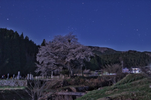 尾所の桜夜景 | 総社市 前田さん