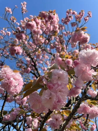 八重桜 | 倉敷市　じゅんさん　