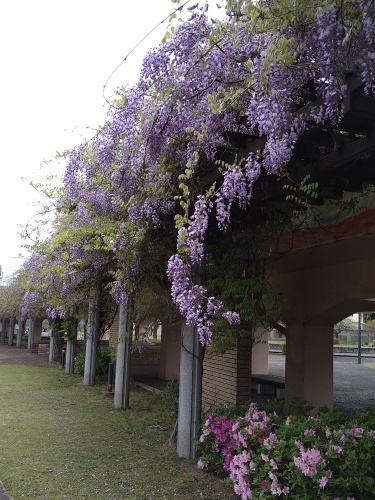 桜の次はこれです | 浅口市 小林さん