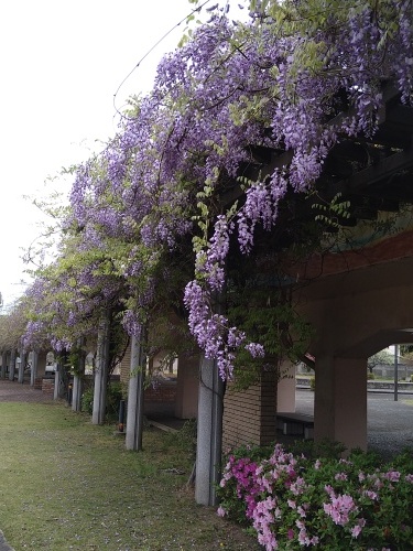 桜の次はこれです | 浅口市　小林さん