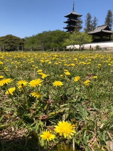 一面にタンポポ | 総社市 ななさん