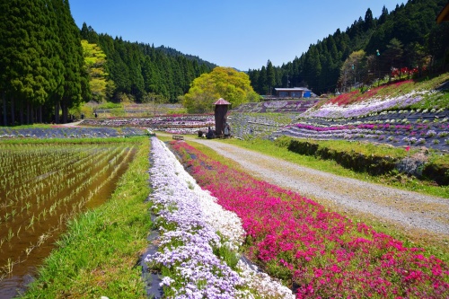 おおがや芝桜公園 | 岡山市　河西さん