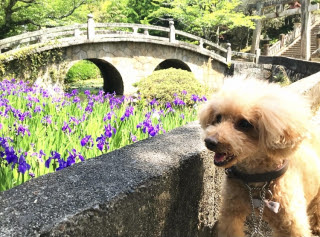 愛犬とぶらり | 笠岡市　テディさん