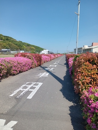ツツジ | 岡山市 かんちゃんさん