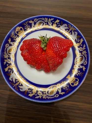 豪華なイチゴ | 岡山市　松本さん