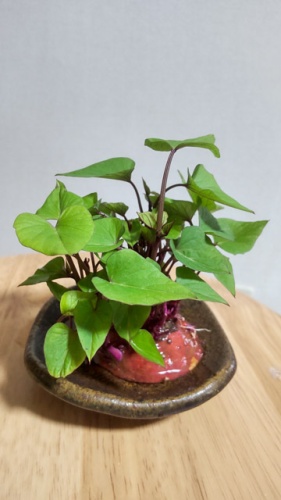 これって食べられる? | 岡山市 ふうかママ