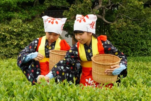 3年ぶりの茶つみ | 岡山市 横山さん