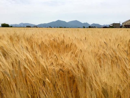 黄金色の麦畑 | 岡山市　やじさん