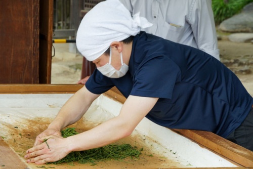 3年ぶりの茶つみ | 岡山市 横山さん