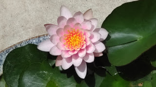 今年は咲いた！ | 高松市　香川の超新星さん