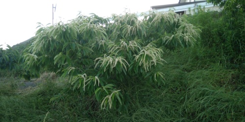 栗の花が咲きました | 倉敷市　吉井さん