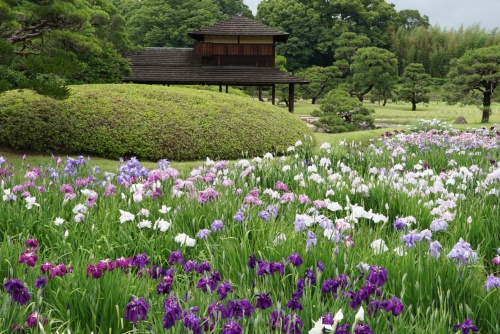 花菖蒲に彩られ | 岡山市　横山さん