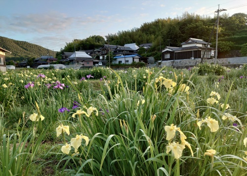 花菖蒲 | 備前市　土橋さん