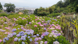 海が見えるアジサイ畑 | 浅口市　るっくままさん