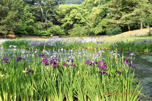 花しょうぶ今見ごろ | 高松市　泉本さん