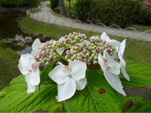 アジサイ | 岡山市　逢坂さん
