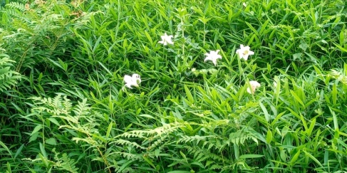 野に咲く可憐な「笹ユリ」の花 | 吉備中央町　小倉さん