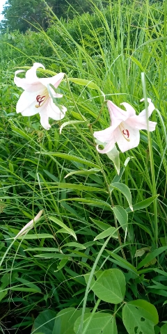 野に咲く可憐な「笹ユリ」の花 | 吉備中央町　小倉さん