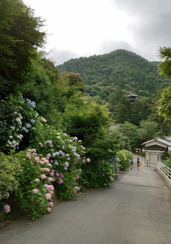 あじさい寺 | 備前市　土橋さん