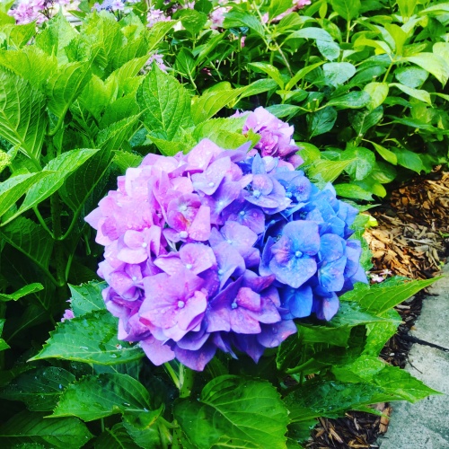 2色の紫陽花 | 坂出市　和田さん