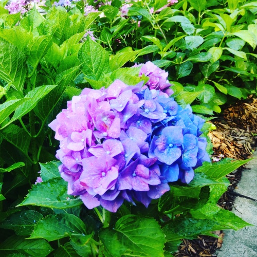 2色の紫陽花 | 坂出市 和田さん