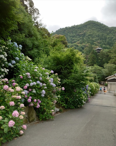 あじさい寺 | 備前市 土橋さん