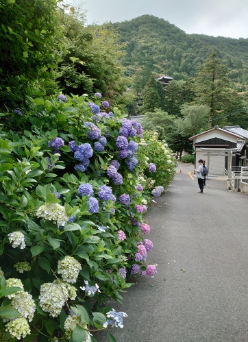 あじさい寺 | 備前市 土橋さん