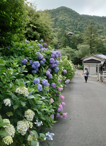 あじさい寺 | 備前市　土橋さん