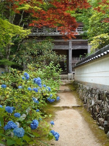 普門寺ブルーに癒されて | 岡山市 横山さん