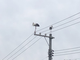 コウノトリ | 岡山市 せんべいさん