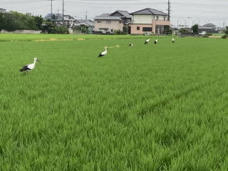 家族連れのコウノトリ | 岡山市 高田さん