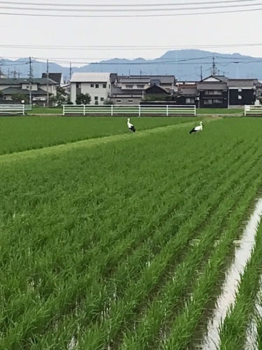 幸せのコウノトリ | 岡山市 中島さん