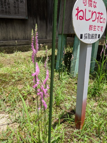 ねじり花 | 倉敷市　みささん