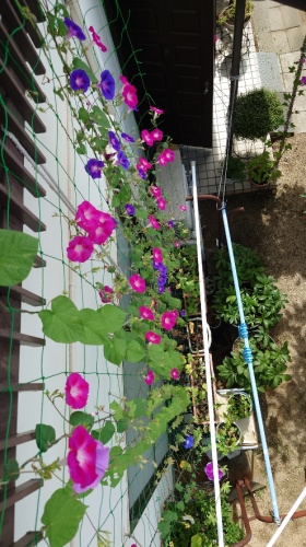 二階から朝顔 | 岡山市　柴さん