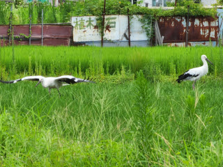 コウノトリ | 岡山市　おかっちょさん