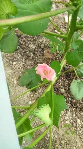 綿の花 | 岡山市 幸輝高齢者さん