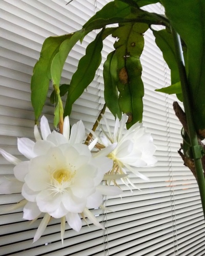 一日遅れの中秋の名月 | 新見市 まこべぇさん