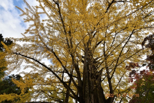 モミジの名所で心の洗濯 | 高松市 ジェネラル・ポチさん