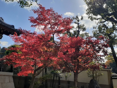 紅葉 | 高松市 おじょうさん