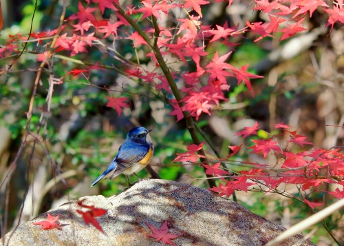 紅葉狩り | 岡山市 山岡さん