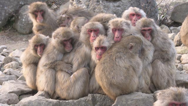 小豆島銚子渓 自然動物園 お猿の国 