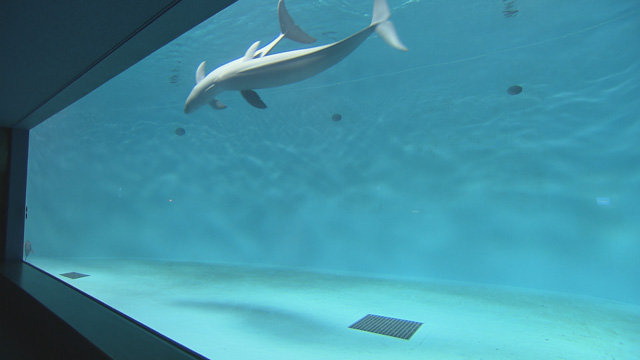 宮島水族館（みやじマリン）