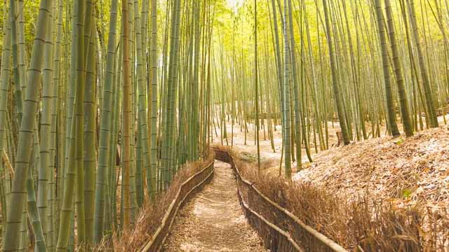 天王池の竹林